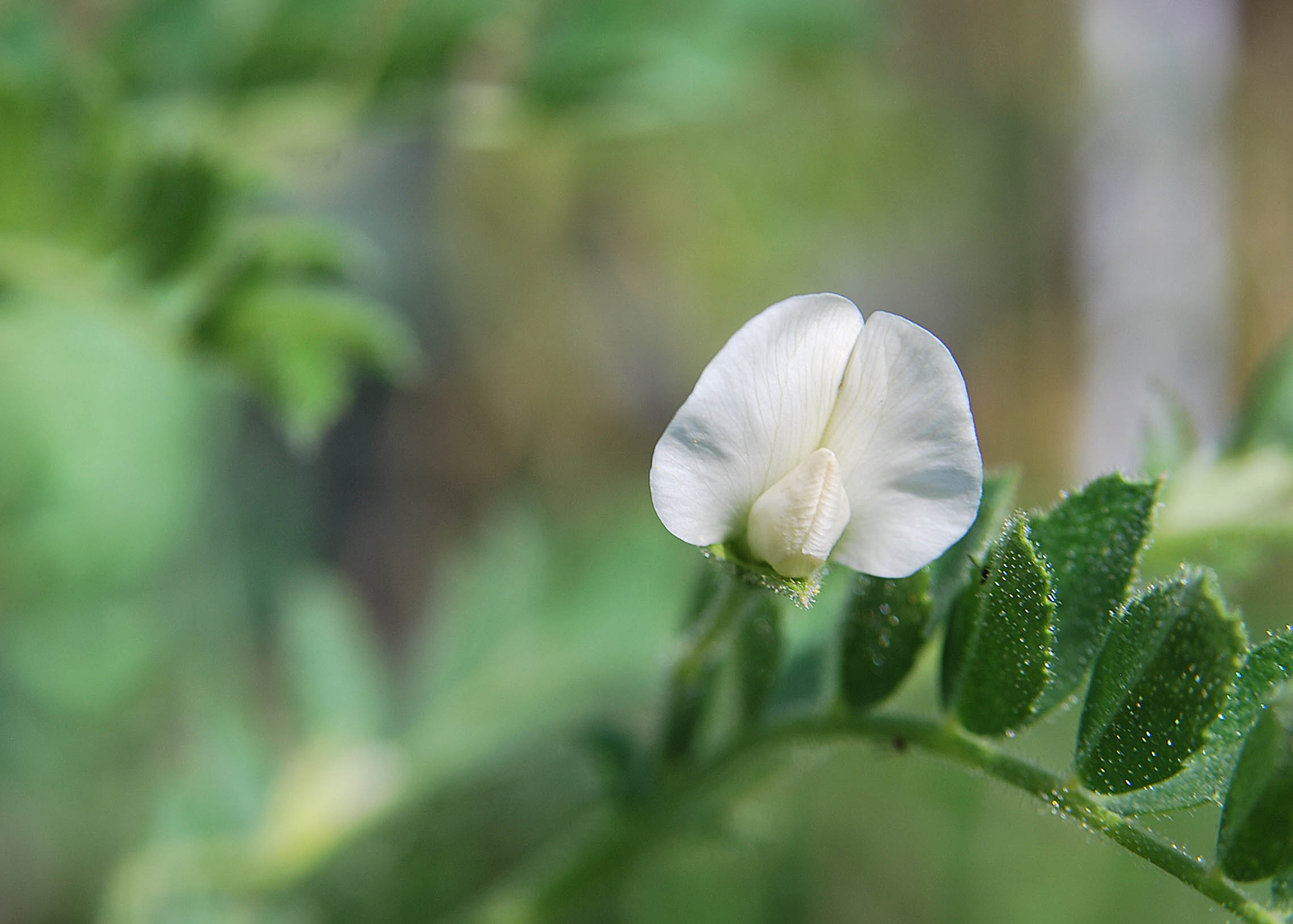 Покажи цветок гороха. Горох нут растение. Нут растение цветение. Pisum sativum - горох посевной. Нут соцветие.