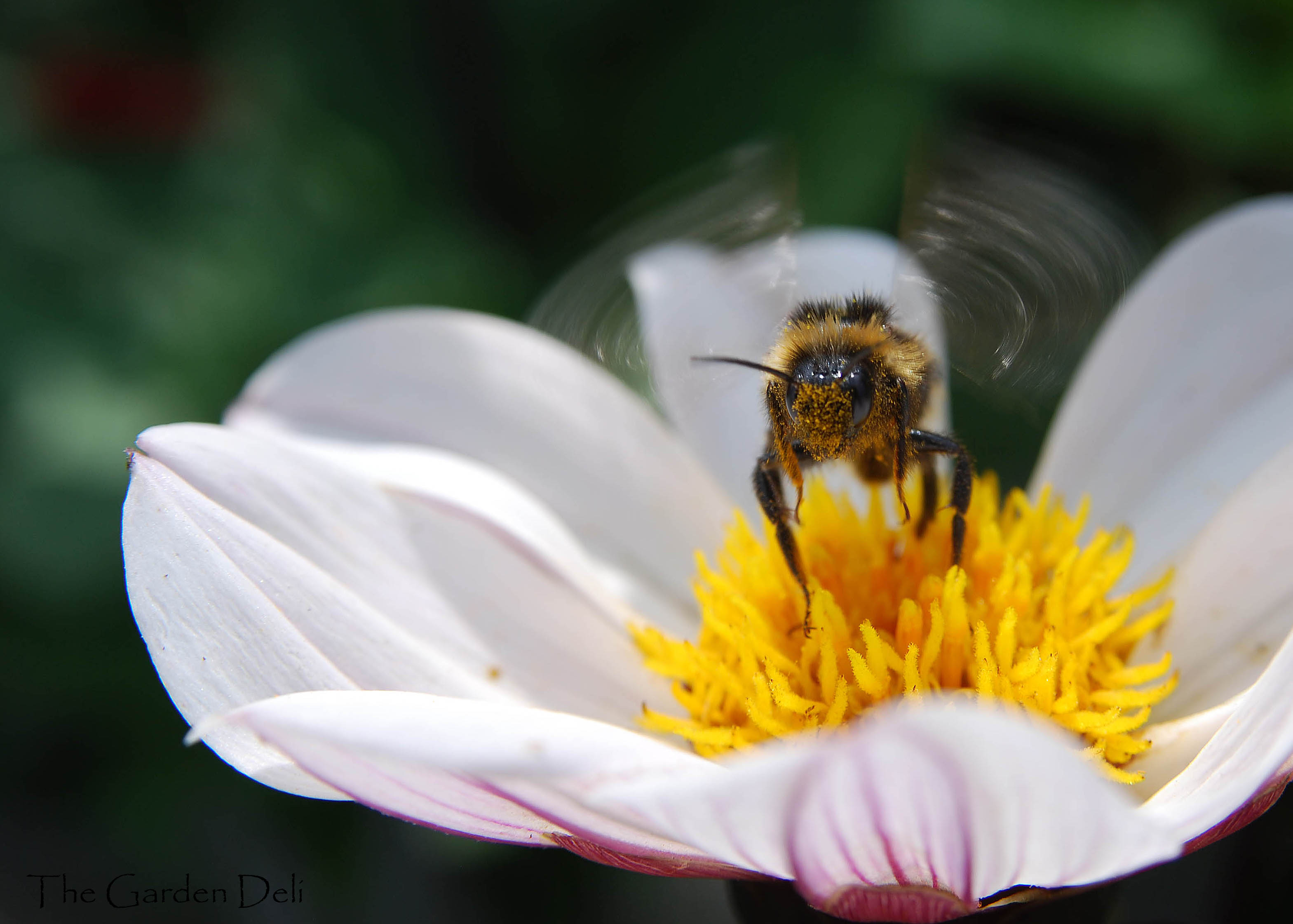 Bee-friendly bouquets | The Garden Deli