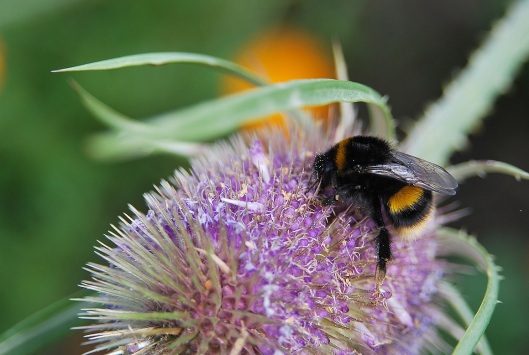 Bumblebee on teasel